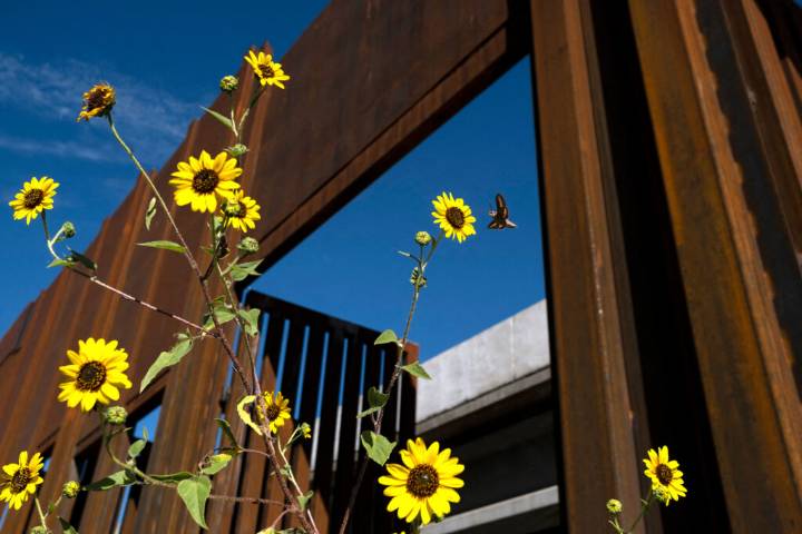 The US-Mexico Border Wall May Pose Perils to Pollinators
