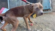 Refugio para animales maltratados hace un llamado a la solidaridad
