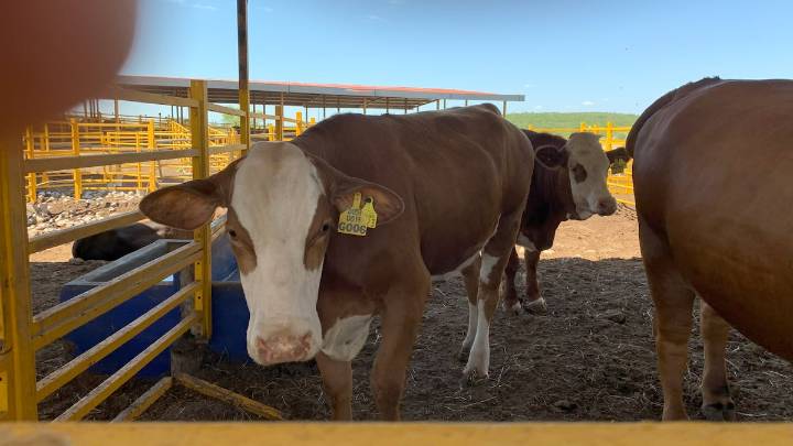 Pide CNOG a Sheinbaum limitar importación de carne de res de Brasil; afectaciones al mercado interno