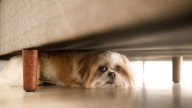 Campaña nacional “Despejen los Refugios” regresa a Servicios Animales de El Paso