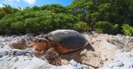 Playa del Carmen cierra 2025 con éxito la anidación de tortugas marinas con miles nidos ...