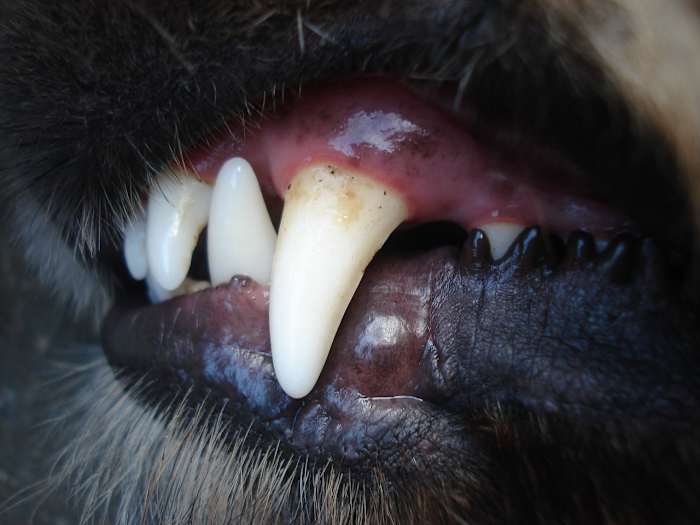 Dogs may be behind dead body found at Daytona Beach home, police say
