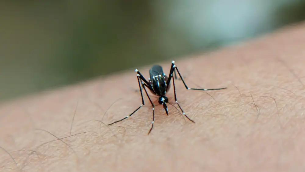 Jammu Kashmir: Dengue Cases Surpass 1,100 in 2025