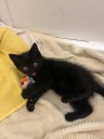Pet of the Week: Panther