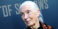 The House Where Jane Goodall Lived All Her Life
