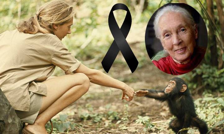 El mundo está de luto: fallece Jane Goodall,defensora de los chimpancés