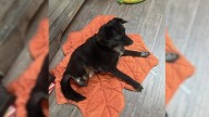 New York Rescue Dog Overcomes Abuse And Disability, But Her Biggest Challenge Remains