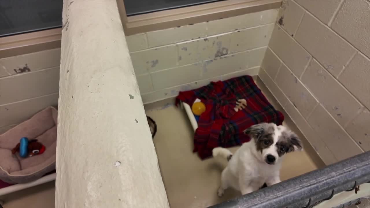 Lost pet? Beware of scammers demanding cash for their safe return