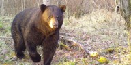 Rocky Hill resident wakes up to bear while sleeping on porch