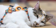 Missing Virginia store cat found after hitching a ride to Northampton County
