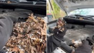 New York Man Opens Car Hood And Finds Six Tiny Lives Waiting For Help