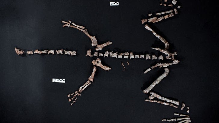 Hallan esqueleto casi completo de uno de los dinosaurios más antiguos