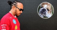 Gran Premio de México rinde emotivo homenaje a Roscoe, perro de Lewis Hamilton, y así agradece el piloto de Ferrari
