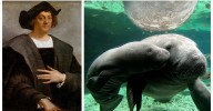 Let's Discover Whether or Not Christopher Columbus Slept With a Manatee
