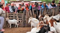 8ª Exposición de la Cabra Criolla en la EFA Avellaneda: un encuentro de saber y producción local