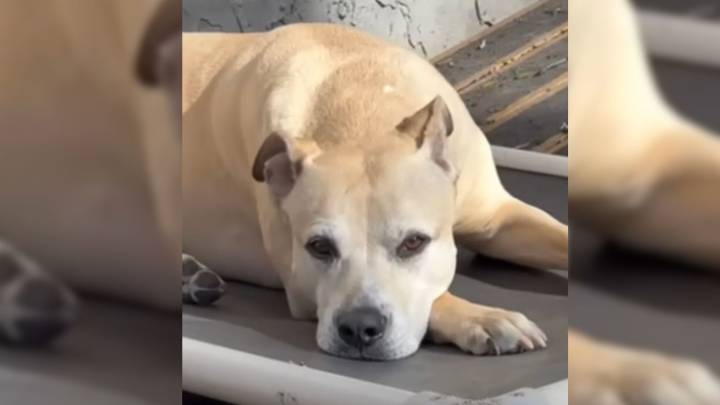 North Carolina Dog Rescued From Junkyard Becomes Family’s Heart Before A Diagnosis Tests Their Strength