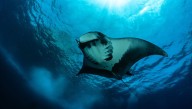 Manta Rays Are Diving Deeper Than We Thought, Over 1,000 Meters, To Discover Information About The Sea