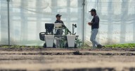 Farmers look to robots for field work as immigration raids upend labor