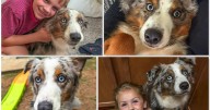 Family seeks community’s help in finding lost mini Australian shepherd, Blue