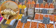 Senasa alerta “alta infestación” de mosca de la fruta en Ayacucho: piden aislar y destruir frutas afectadas