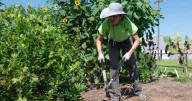 In the never-ending battle against weeds, Dan Gill explains how to choose your weapons wisely