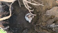 Washington Family Watches Dog Vanish Into Ground While Chasing Ball