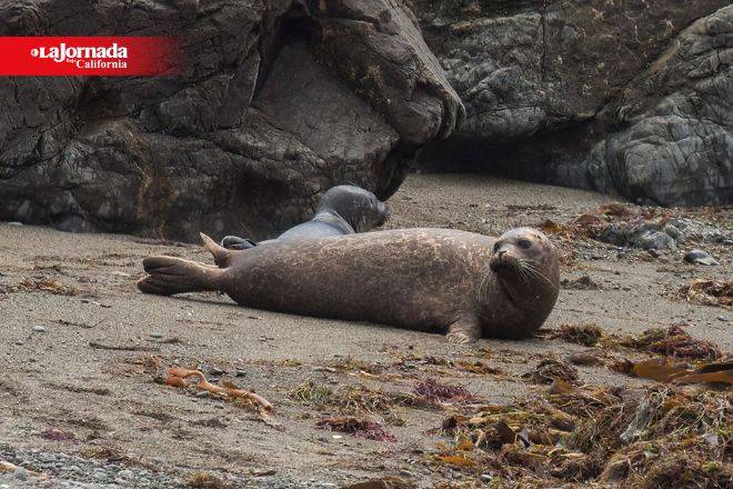 Disminuye 61% en 6 años población de focas de puerto en la península de BC