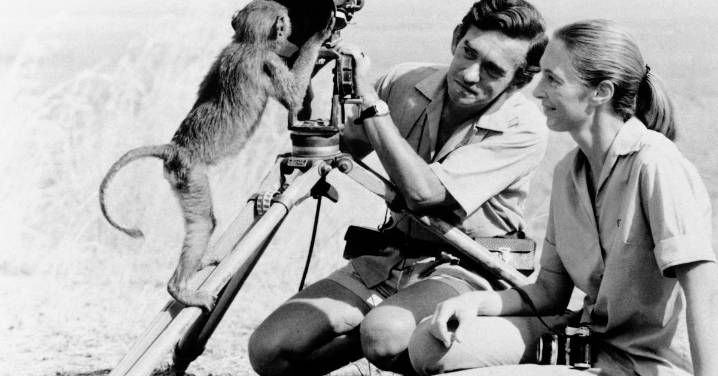 For animal rights icon Jane Goodall, the death of her second husband was 'the end' of her romantic life