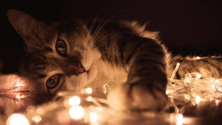 Le apodaban la “Dama de los Gatos” y le heredó más de un millón de pesos a los michis