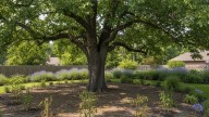 El árbol que puede arruinar tu jardín: cuál es la planta que "envenena" a sus vecinas y cómo evitarlo