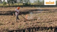 Delhi breathes easy as farm fires in nearby states decline sharply