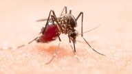 Over 50 lakh Indians at long-term risk of chikungunya as threat rises