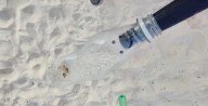 Invitan en Playa del Carmen a jornada de limpieza y reforestación de Playa 72