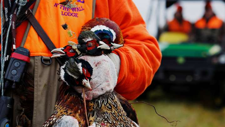 When does Iowa's pheasant season open? Bird population at decades high