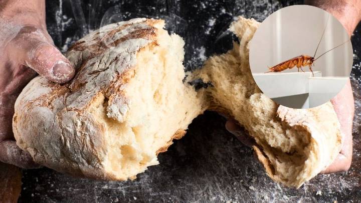 Cómo eliminar a las cucarachas de la cocina usando un poco de pan: una trampa casera y efectiva