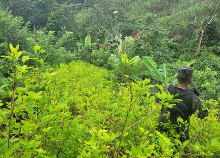 FFAA aseguran nueva plantación de 25 mil arbustos de coca, en Colón