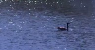 Sick Canada Geese in El Dorado County: bird flu confirmed