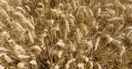 ABARES lifts forecast as yield potential in northern NSW, Qld and WA increases