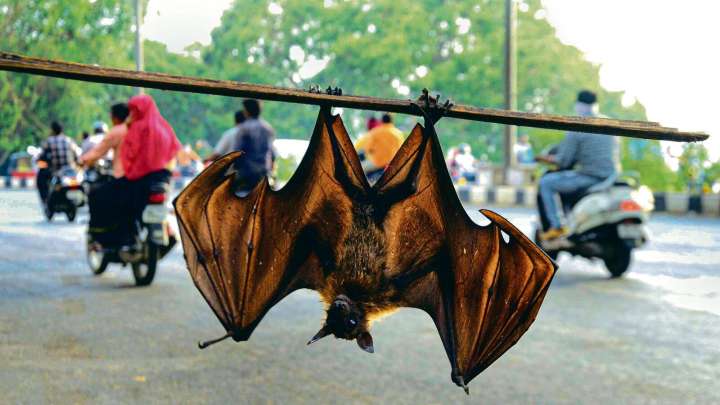 India seeks pharma firms' partnership to develop indigenous Nipah virus antibody