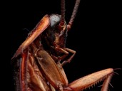 Corea del Sur: incendia su edificio al quemar una cucaracha con aerosol