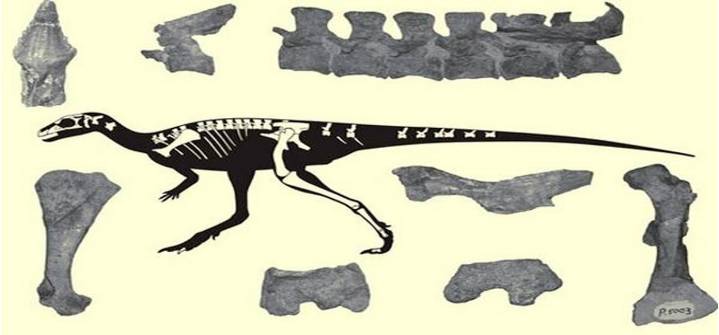 Científicos nacionales revelan nuevas especies de dinosaurios halladas en Venezuela