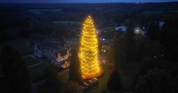 The lesser known alternative to Kew Garden's festive trail - with one of UK's biggest Christmas trees