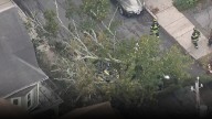 Driver taken to the hospital after large tree falls onto cars in Somerville