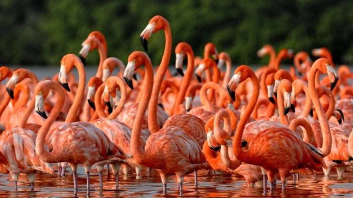 Censo de flamencos consolida a Nueva Esparta como potencia en aviturismo