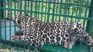 Jammu Kashmir: One Leopard Captured, Hunt Continues for Second