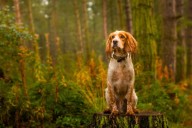 Lost for days this dog is found in the woods and the reunion is heartbreaking