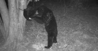 PHOTOS: Curious black bear spotted on local trail camera
