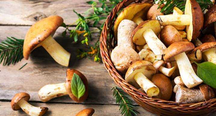 Comer para vivir: Hongos comestibles nutritivos y fáciles de usar