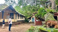 Kundapur: Giant tree uprooted with roots, damages post office building