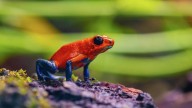 Posible Prohibición de Ingeniería Genética en la Naturaleza Divide a Científicos
